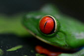 Red-eyed tree frog Animalia,amphibia,anura,hylidae,amphibian,anuran,frog,rainforest,green,red,least concern,close up,eye,frogs,colourful