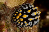 Nudibranch Carlos Rodrguez V. Animalia,invertebrate,mollusca,gastropoda,mollusc,gastropod,sea slugs,sea slug,marine,ocean,reef species,colour,bright,profile
