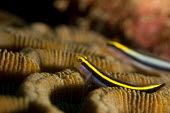 Yellownose goby on brain coral Carlos Rodrguez V. Animalia,fish,goby,actinopterygii,perciformes,gobiidae,coral,brain coral,reef,reef fish,head,marine,pair