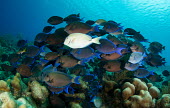 Ocean surgeonfish school Animalia,actinopterygii,perciformes,acanthuridae,fish,reef fish,shoal,marine,reef,least concern,profile,group,grey doctorfish,barber,ocean tang