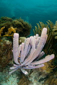 Sponge Animalia,sponge,porifera,ocean,reef,profile,invertebrate,marine