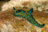 Nudibranch Animalia,invertebrate,mollusca,gastropoda,mollusc,gastropod,sea slugs,sea slug,marine,ocean,reef species,colour,bright,profile