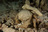 Sleepy sponge crab Animalia,crab,arthropod,arthropoda,invertebrate,crustacean,crustacea,decapoda,decapod,dromiidae,camoufalge,ocean,marine,reef,profile,crabs