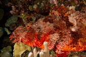 Titan scorpionfish close up Animalia,actinopterygii,scorpaeniformes,scorpaenidae,reef,reef fish,close up,eye,fish,ocean,marine,side profile,endemic,venomous