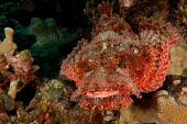 Titan scorpionfish Animalia,actinopterygii,scorpaeniformes,scorpaenidae,reef,reef fish,close up,eye,fish,ocean,marine,frontal view,endemic,venomous