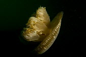 Upside down jellyfish Animalia,cnidaria,scyphozoa,rhizostomeae,cassiopeidae,jellyfish,close up,profile,ocean,marine
