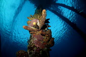 Salt pier coral,coral reef,man made,artificial reef,reef,marine,ocean,sponge