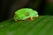 Red-eyed tree frog Animalia,amphibia,anura,hylidae,amphibian,anuran,frog,rainforest,green,red,least concern,close up,frogs,colourful