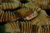 Pallid goby on Brain coral Animalia,fish,goby,actinopterygii,perciformes,gobiidae,coral,brain coral,reef,reef fish,head,marine