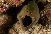 Green moray Animalia,fish,eel,actinopterygii,anguilliformes,muraenidae,teeth,marine,reef fish,reef,head,mouth