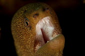 Dwarf moray Carlos Rodrguez V. Animalia,fish,actinopterygii,anguilliformes,muraenidae,gymnothorax,blackspot moray,dirty yellow moray,reef,ocean,close up,mouth,eel,eels