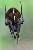 Orb weaving spider Animalia,arthropoda,arthropod,arachnida,arachnid,araneae,araneidae,close up,spider,web,invertebrate,spiders,arachnids