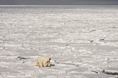 Polar bear Svalbard,Arctic,polar bear,bear,bears,snow,hunting,predator,predatory,sea ice,ice,sea,Chordates,Chordata,Bears,Ursidae,Mammalia,Mammals,Carnivores,Carnivora,Snow and ice,North America,Europe,maritimus