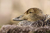 Eider duck Arctic,eider,eider duck,duck,ducks,nest,Svalbard,adult,female,nesting,reproductive behaviour,close up,close-up,shallow focus,eye,brown,down,eider down,Aves,Birds,Waterfowl,Anseriformes,Ducks, Geese, S