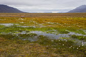 Svalbard valley Svalbard,grass,grasses,mountains,landscape,valley,summer,water,seeds,drum