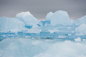 Sea ice Svalbard,sea,ice,sea ice,blue,abstract,cold,shallow focus,lumps,Arctic,Ice,Winter