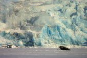 Seal and ice Svalbard,Arctic,ice,blue,glacier,glacial,seal,shallow focus