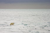 Polar bear Svalbard,Arctic,polar bear,bear,bears,snow,hunting,predator,predatory,sea ice,ice,sea,Chordates,Chordata,Bears,Ursidae,Mammalia,Mammals,Carnivores,Carnivora,Snow and ice,North America,Europe,maritimus