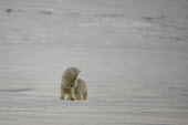 Polar bears Svalbard,Arctic,polar bear,bear,bears,snow,hunting,predator,predatory,pouncing,soft focus,Chordates,Chordata,Bears,Ursidae,Mammalia,Mammals,Carnivores,Carnivora,Snow and ice,North America,Europe,marit