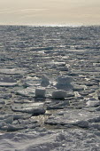 Sea ice Svalbard,sea,ocean,sea ice,ice,seascape,winter,Arctic,sun,sunshine