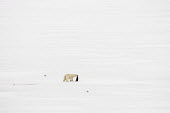 Polar bear with carcass Svalbard,Arctic,ice,snow,bears,polar bear,predation,predator,prey,carcass,blood,seagulls,white,negative space,Chordates,Chordata,Bears,Ursidae,Mammalia,Mammals,Carnivores,Carnivora,Snow and ice,North