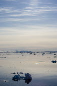 Seascape Svalbard,sea ice,sea,ice,floating,icebergs,iceberg,drift,seascape,calm,serene,blue,sky,sunny