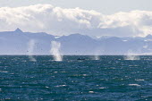 Seascape Svalbard,Arctic,spray,blow,cetaceans,mountains,clouds,sea,ocean,marine