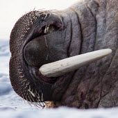 Walrus Arctic,rest,Svalbard,walrus,wildlife,mammal,mammals,tusk,huge,missing,old,abstract,close-up,close up,Carnivores,Carnivora,Chordates,Chordata,Walruses,Odobenidae,Mammalia,Mammals,Ocean,Snow and ice,Atl