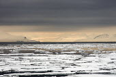 Atmospheric sea ice Svalbard,Arctic,winter,sea ice,sea,ice,water,atmospheric,seascape,mountains,clouds,low light,black water,white,grey