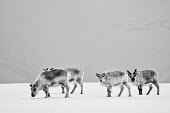 Reindeer Svalbard,Arctic,black and white,b&w,shallow focus,negative space,looking at camera,walking,feeding,grey,thick coat,reindeer,Chordates,Chordata,Cervidae,Deer,Mammalia,Mammals,Herbivorous,Asia,Terrestri