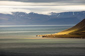 Svalbard Svalbard,cabins,landscape,seascape,mountains,sunlight,sunlit,exposed,elements,man & nature,water