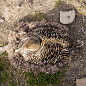 Eider duck Arctic,eider,eider duck,duck,ducks,nest,Svalbard,adult,female,nesting,reproductive behaviour,brown,down,eider down,looking down,view from above,brooding,incubating,Aves,Birds,Waterfowl,Anseriformes,Du