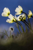 Arctic flowers Svalbard,Arctic,flowers,low angle,from below,against sky,blue sky,delicate,shallow focus