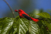 Male scarlet tanager Birds,bird,aves,red,colourful,male,feeding,berries,collecting,foraging,bright,colour,perching,perched,Tanagers,Thraupidae,Chordates,Chordata,Perching Birds,Passeriformes,Aves,Cardinalidae,Cardinals,Br