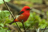 Male scarlet tanager Birds,bird,aves,red,colourful,male,bright,colour,perching,perched,forest,in habitat,Tanagers,Thraupidae,Chordates,Chordata,Perching Birds,Passeriformes,Aves,Cardinalidae,Cardinals,Broadleaved,Terrestr