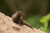 Mongoose mongoose,mongooses,open mouth,shallow focus,teeth,sand,diagonal,Carnivora,Mammalia,Chordata,Animalia