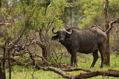African buffalo African buffalo,Syncerus caffer,Syncerus,caffer,cape buffalo,buffalo,buffalos,bovine,cattle,wild,big five,mammals,horns,adult,habitat,woodland,Even-toed Ungulates,Artiodactyla,Chordates,Chordata,Bovid