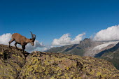 Ibex ibex,ibexes,even-toed ungulate,ungulate,ungulates,mountains,blue sky,habitat,negative space,rocks
