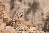 Ibex ibex,ibexes,even-toed ungulate,ungulate,ungulates,juvenile,adult,resting,habitat,cliffs,rocks,parental care,shallow focus,negative space