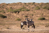 Gemsbok gemsbok,antelope,antelopes,horns,striking,markings,black and white,shallow focus,negative space,adult,two,pair,habitat,Oryx gazella,Gemsbok,Bovidae,Bison, Cattle, Sheep, Goats, Antelopes,Chordates,Cho