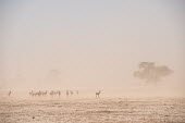 Springbok springbok,herd,group,Antidorcas marsupialis,Antidorcas,marsupialis,habitat,desert,dust,dusty,arid,even-toed ungulate,ungulate,ungulates,bovid,Springbok,Chordates,Chordata,Even-toed Ungulates,Artiodact