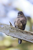 New Zealand falcon Birds,Conservation,Endangered,morning,sitting,Threatened,Vertical,bird of prey,birds of prey,raptor,raptors,bird,birds,falcon,near threatened,aves,falconiformes,falconidae,perched,eye,Animalia,Chordat