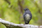 North Island robin North Island robin,bird,birds,conservation,evening,Horizontal,roaming,Wildlife,Wildscape,aves,passeriformes,petroicidae,animalia,least concern,perch,forest,Chordata,shallow focus,negative space,adult,