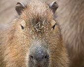 Capybara Hydrochoerus hydrochaeris,capybara,capybaras,rodent,largest rodent,close up,close-up,shallow focus,face,brown,Chordates,Chordata,Guinea Pig, Wild Cavies, and the Capybara,,Caviidae,Rodents,Rodentia,Ma