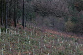 Cwmcarn Forest - newly planted replacement trees Cwmcarn Forest,forest,Cwmcarn,fungal disease,disease,fungus,Phytophthora ramoru,larch disease,clearing,felling,logging,larch,Larix sp.,landscape,tree,trees,infection,infected,machinery,cleared,regrowt