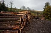 Cwmcarn Forest Cwmcarn Forest,forest,Cwmcarn,fungal disease,disease,fungus,Phytophthora ramoru,larch disease,clearing,felling,logging,larch,Larix sp.,landscape,tree,trees,infection,infected,machinery,cleared,logs,pi