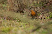 Robin bird,birds,shallow focus,negative space,ground,looking towards camera,red breast,robin,undergrowth,adult,male,woodland,Aves,Birds,Perching Birds,Passeriformes,Chordates,Chordata,Turdidae,Thrushes,Old