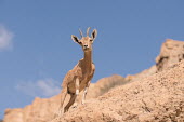 Ibex ibex,ibexes,even-toed ungulate,ungulate,ungulates,mountains,blue sky,habitat,negative space,rocks,low angle,cliff