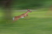 Impala running impala,antelope,antelopes,impalas,female,adult,running,blur,blurred,leap,leaping,movement,motion,green,run,Chordates,Chordata,Even-toed Ungulates,Artiodactyla,Bovidae,Bison, Cattle, Sheep, Goats, Ante