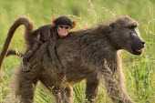 Baboon baboon,baboons,primate,primates,monkey,monkeys,adult,young,infant,carried,grass,grasses,parental care,piggyback